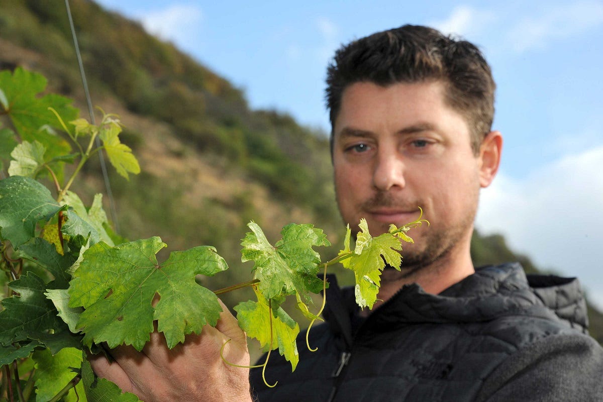 L'alcol «non determina la qualità del vino»: Wachau apre alla rivoluzione?